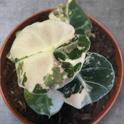 Alocasia Black Velvet Pink Variegata