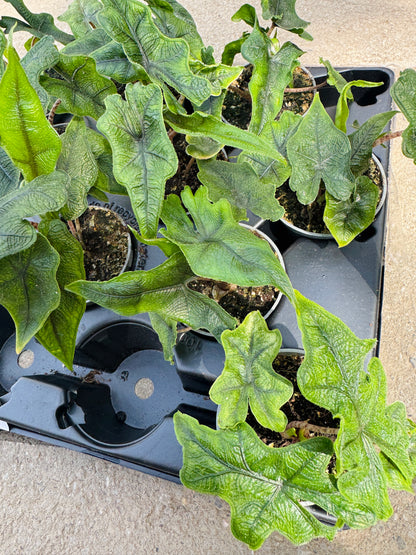 Alocasia Jacklyn (SC)