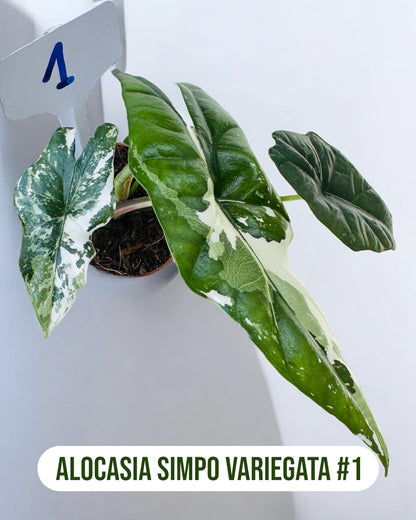 Alocasia Simpo Variegata
