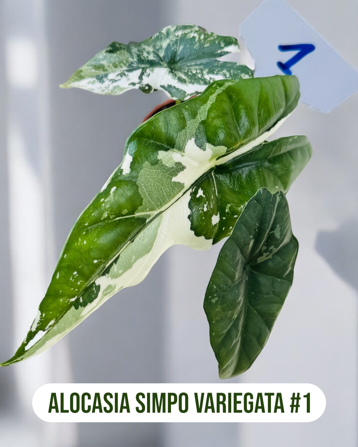 Alocasia Simpo Variegata