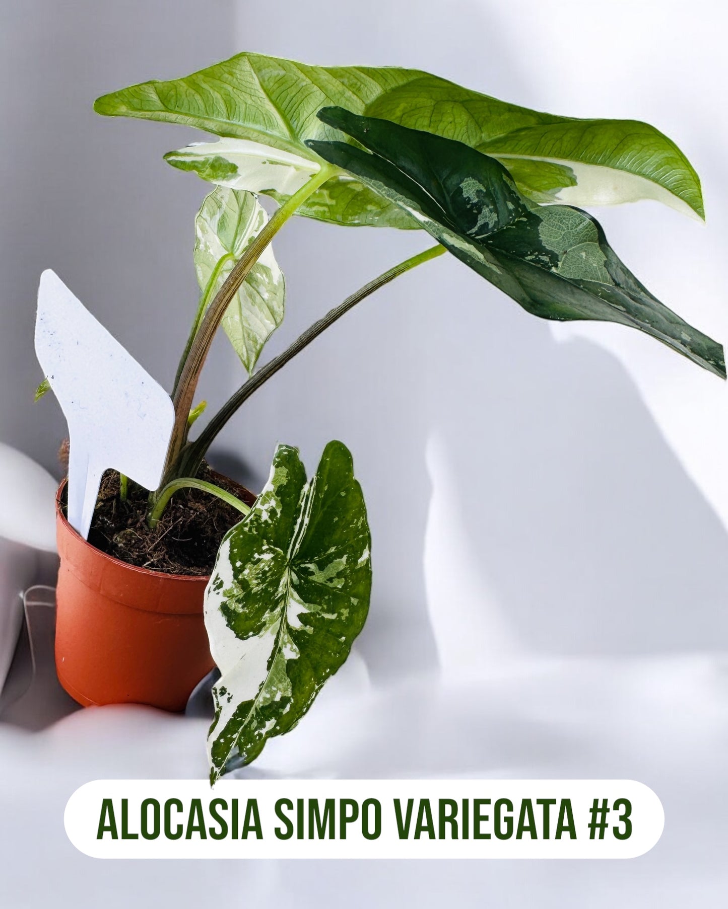 Alocasia Simpo Variegata