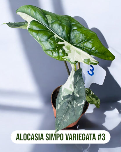 Alocasia Simpo Variegata