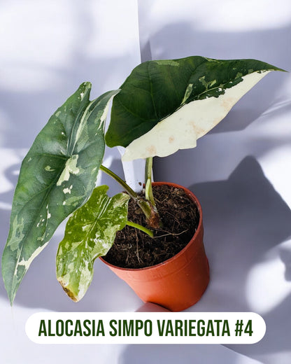 Alocasia Simpo Variegata