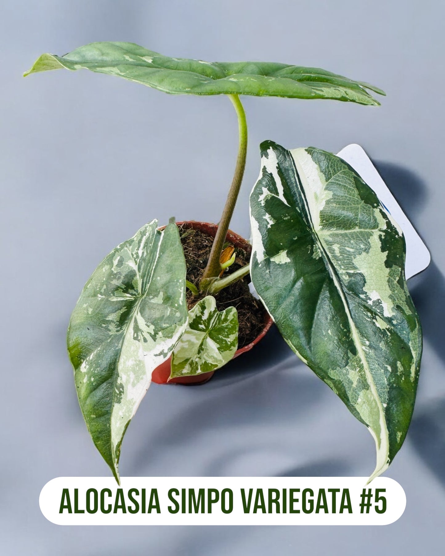 Alocasia Simpo Variegata