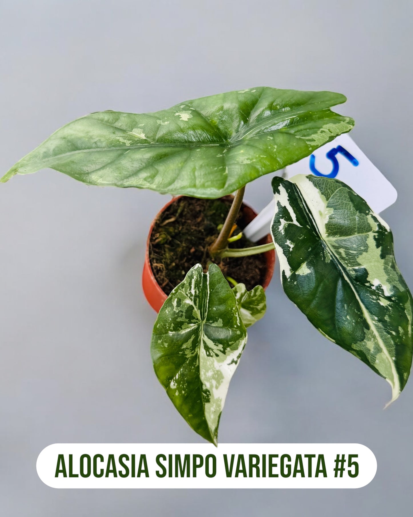 Alocasia Simpo Variegata