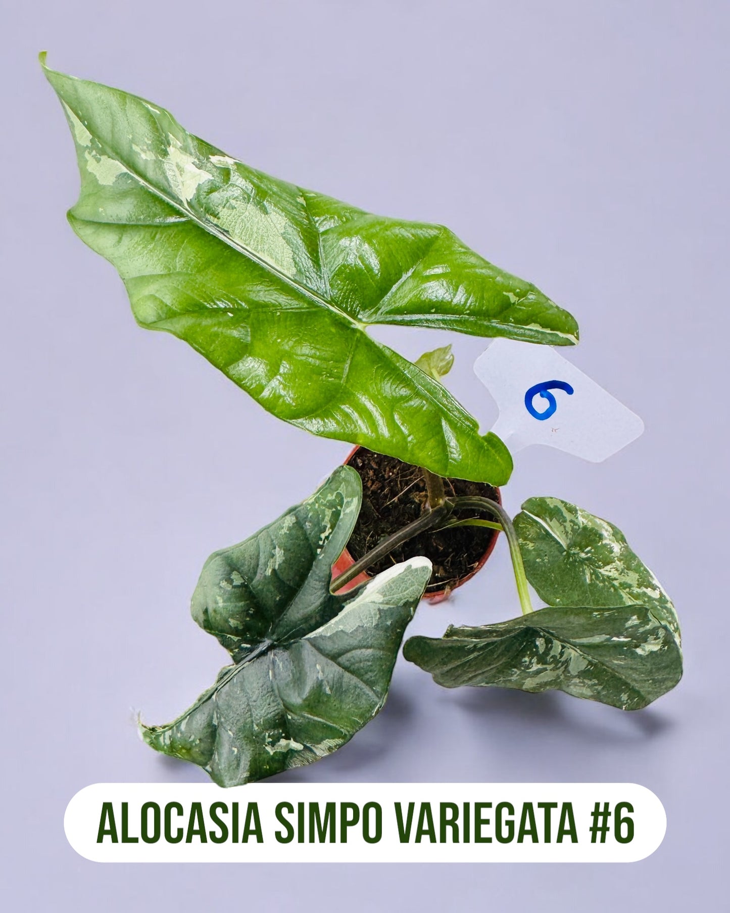 Alocasia Simpo Variegata