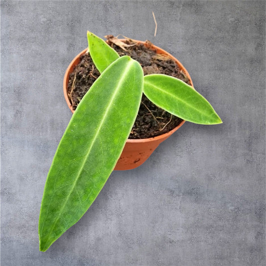 Anthurium Warocqueanum (Mini) - Sellers Choice