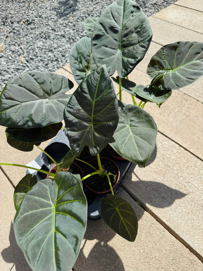 Alocasia Regal Shield (SC)