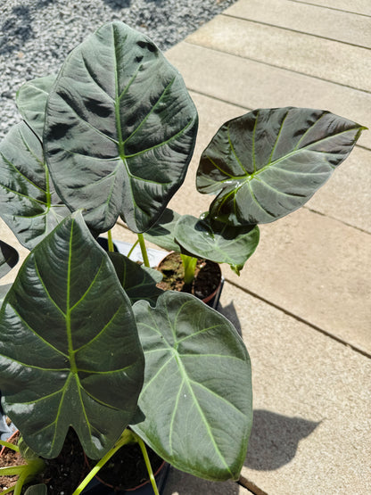Alocasia Regal Shield (SC)