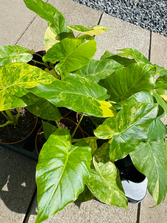 Alocasia Gageana Aurea (SC)