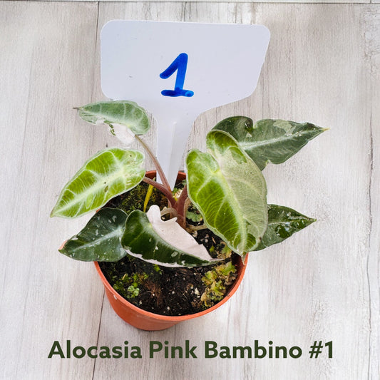 Alocasia Pink Bambino