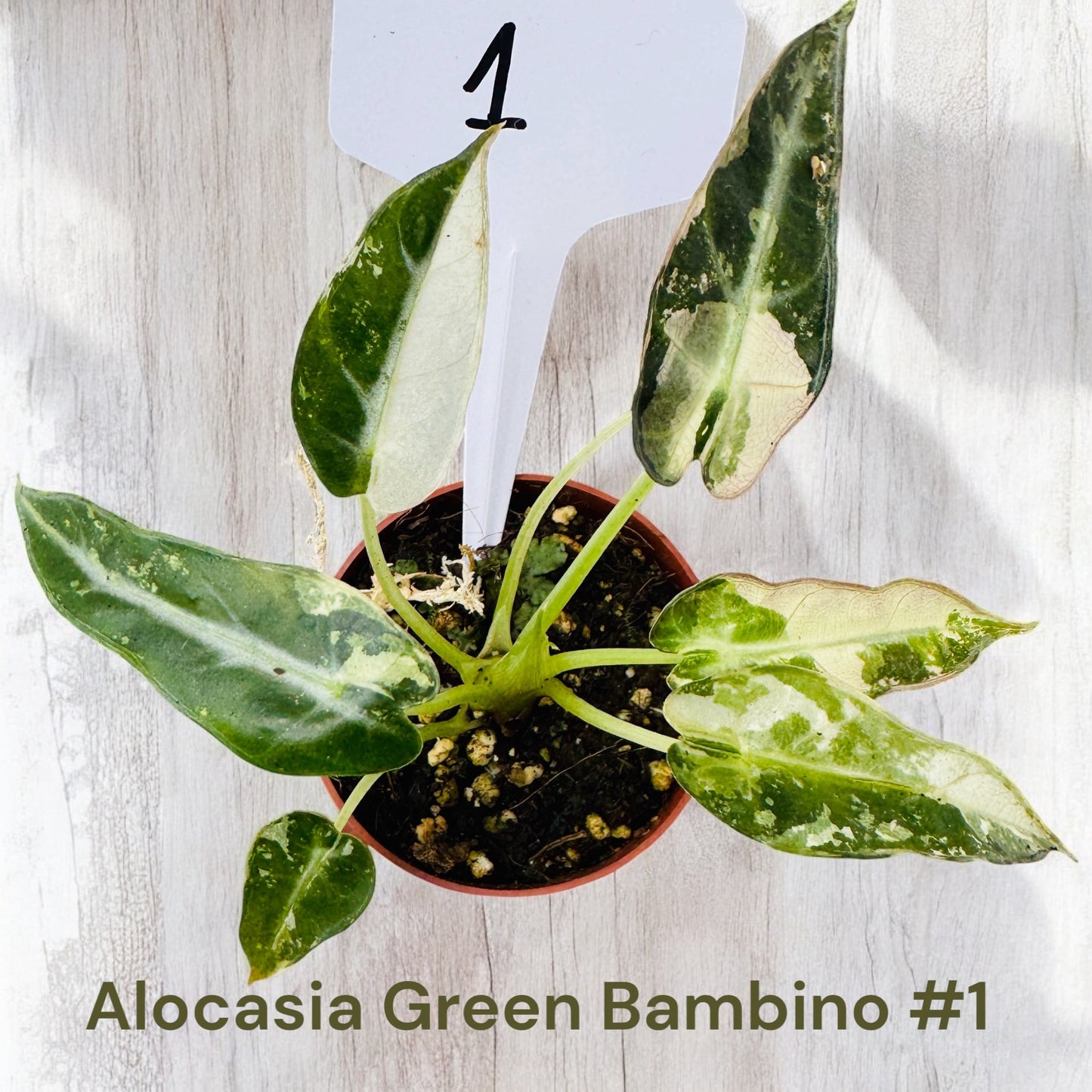 Alocasia Green Bambino