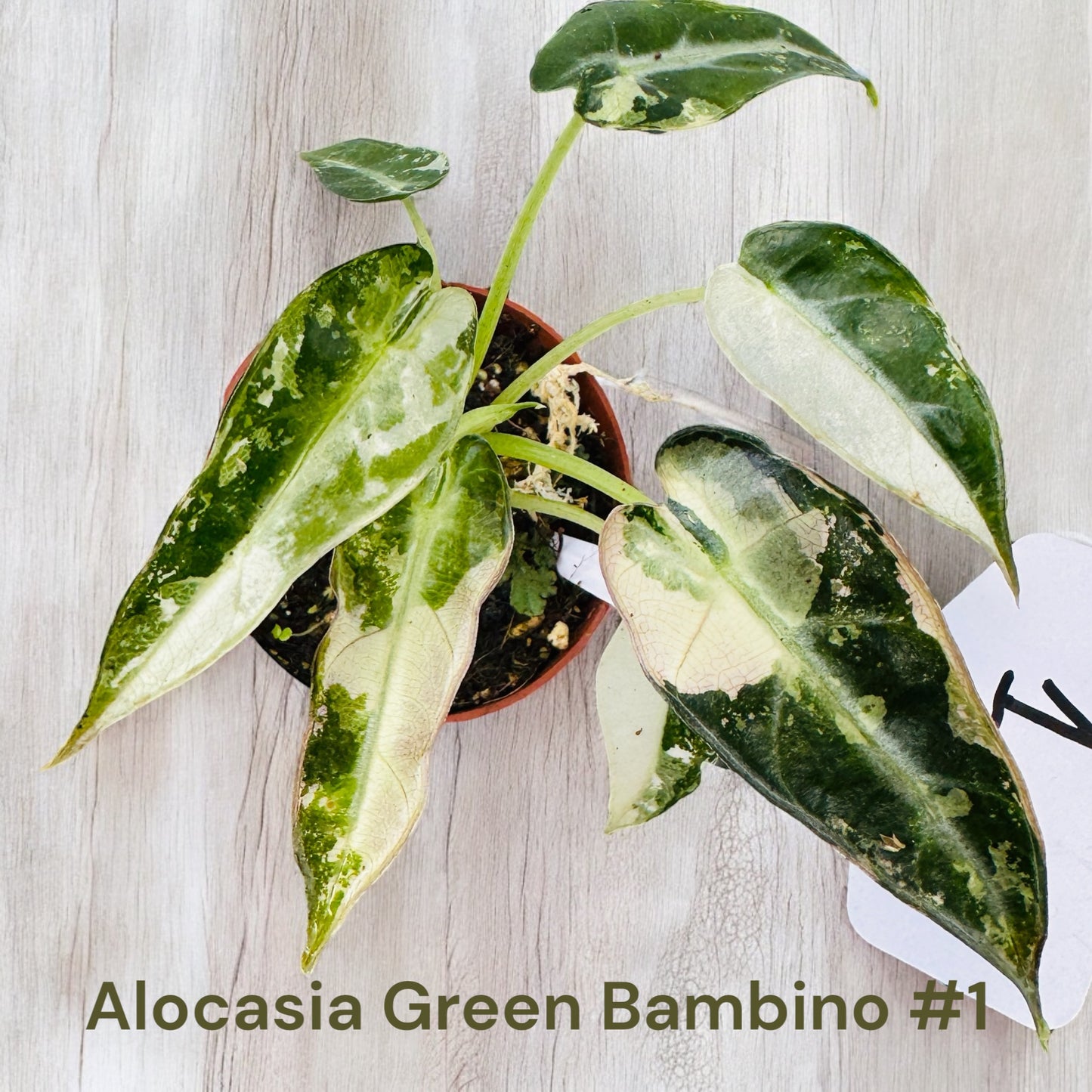 Alocasia Green Bambino