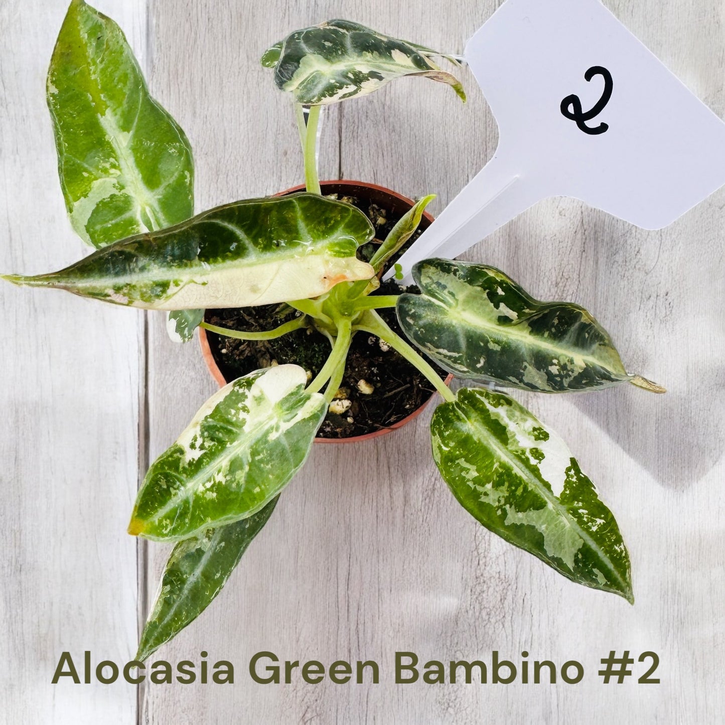 Alocasia Green Bambino