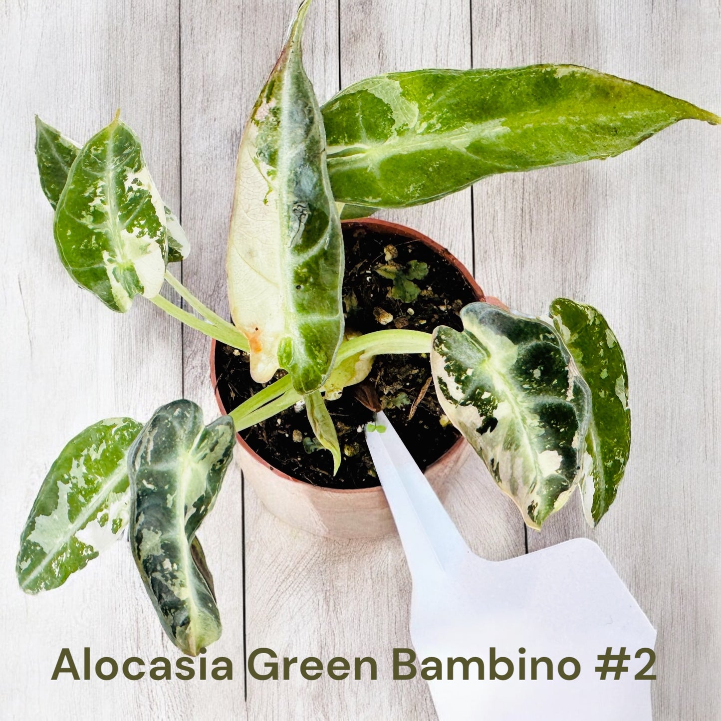 Alocasia Green Bambino