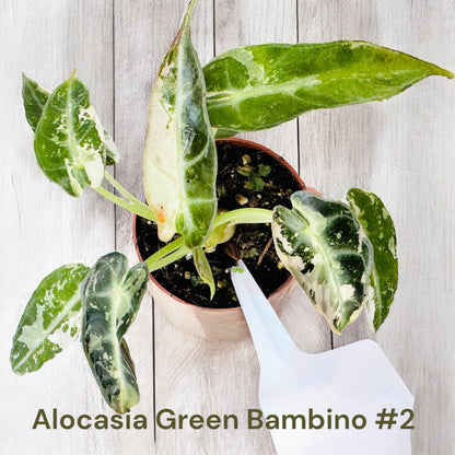 Alocasia Green Bambino