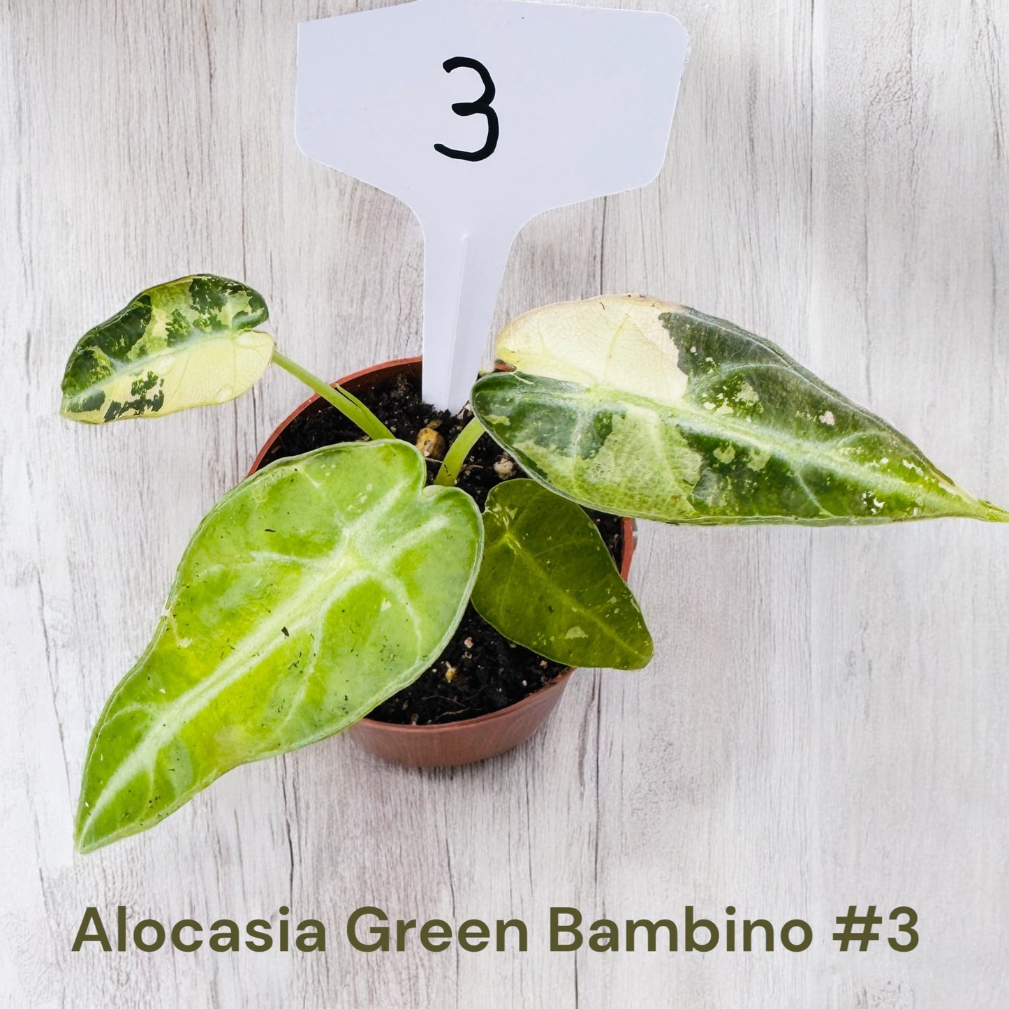 Alocasia Green Bambino