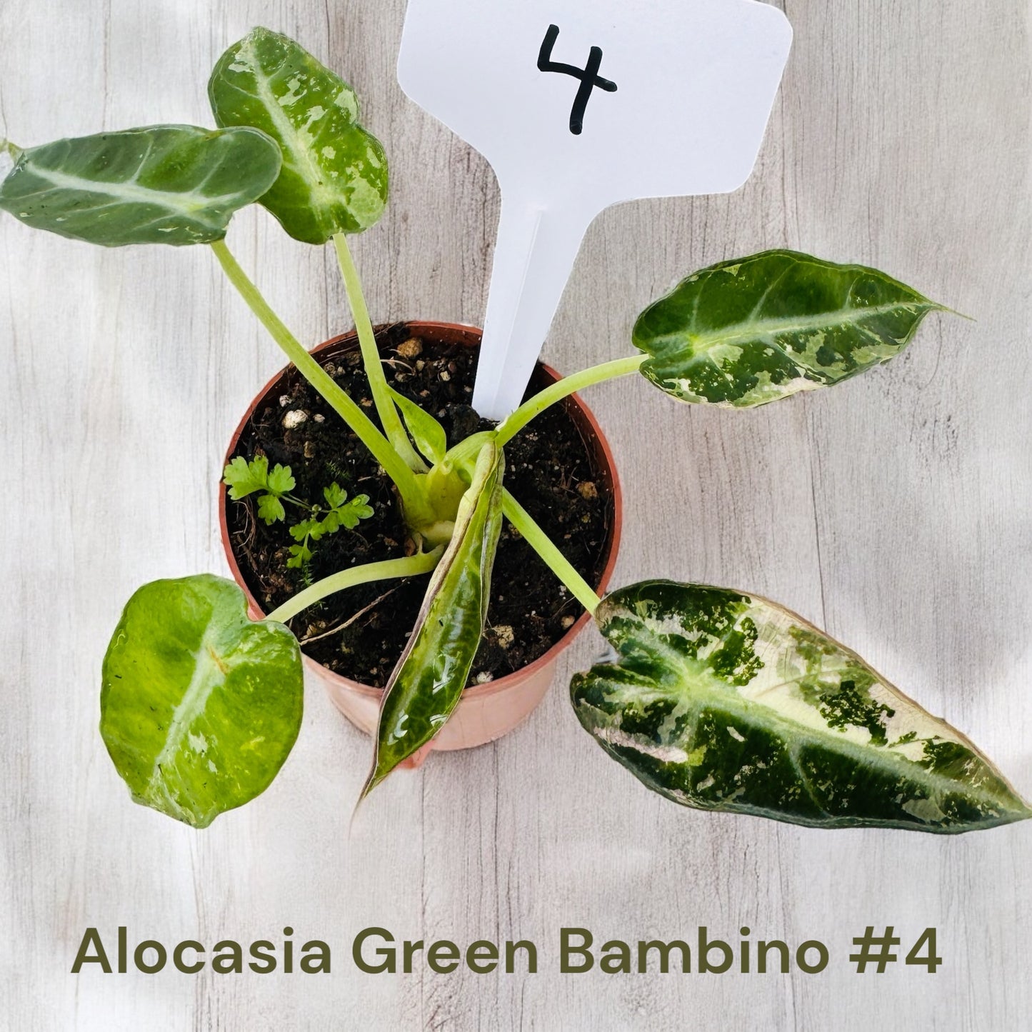 Alocasia Green Bambino