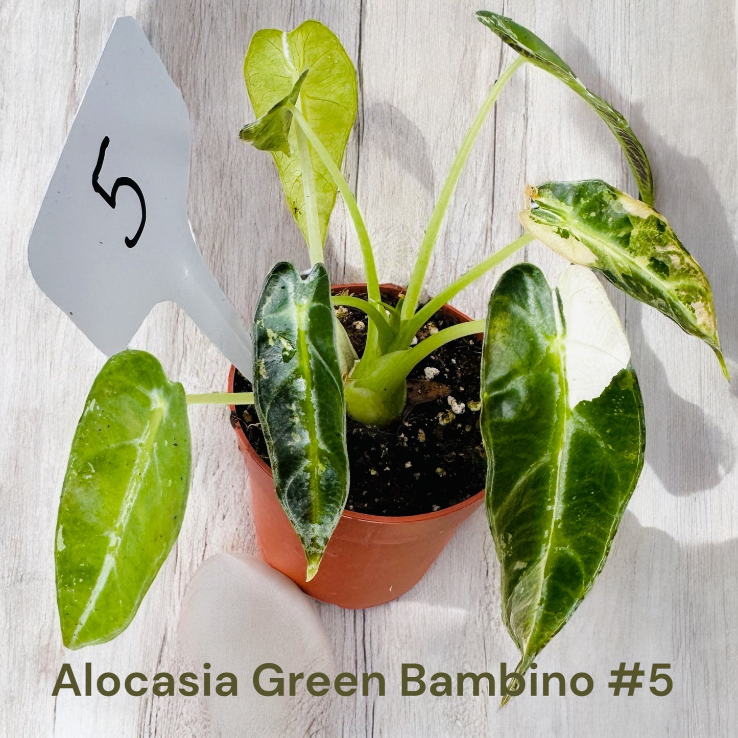 Alocasia Green Bambino