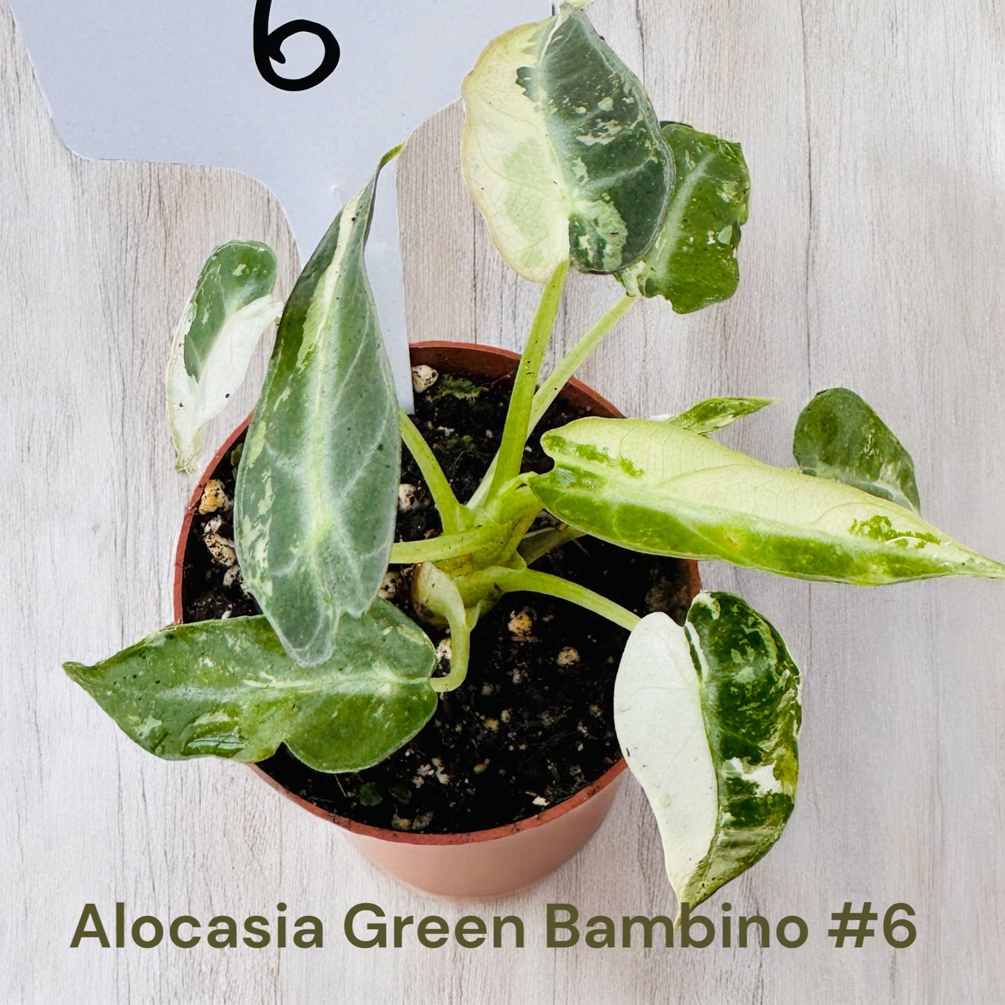 Alocasia Green Bambino