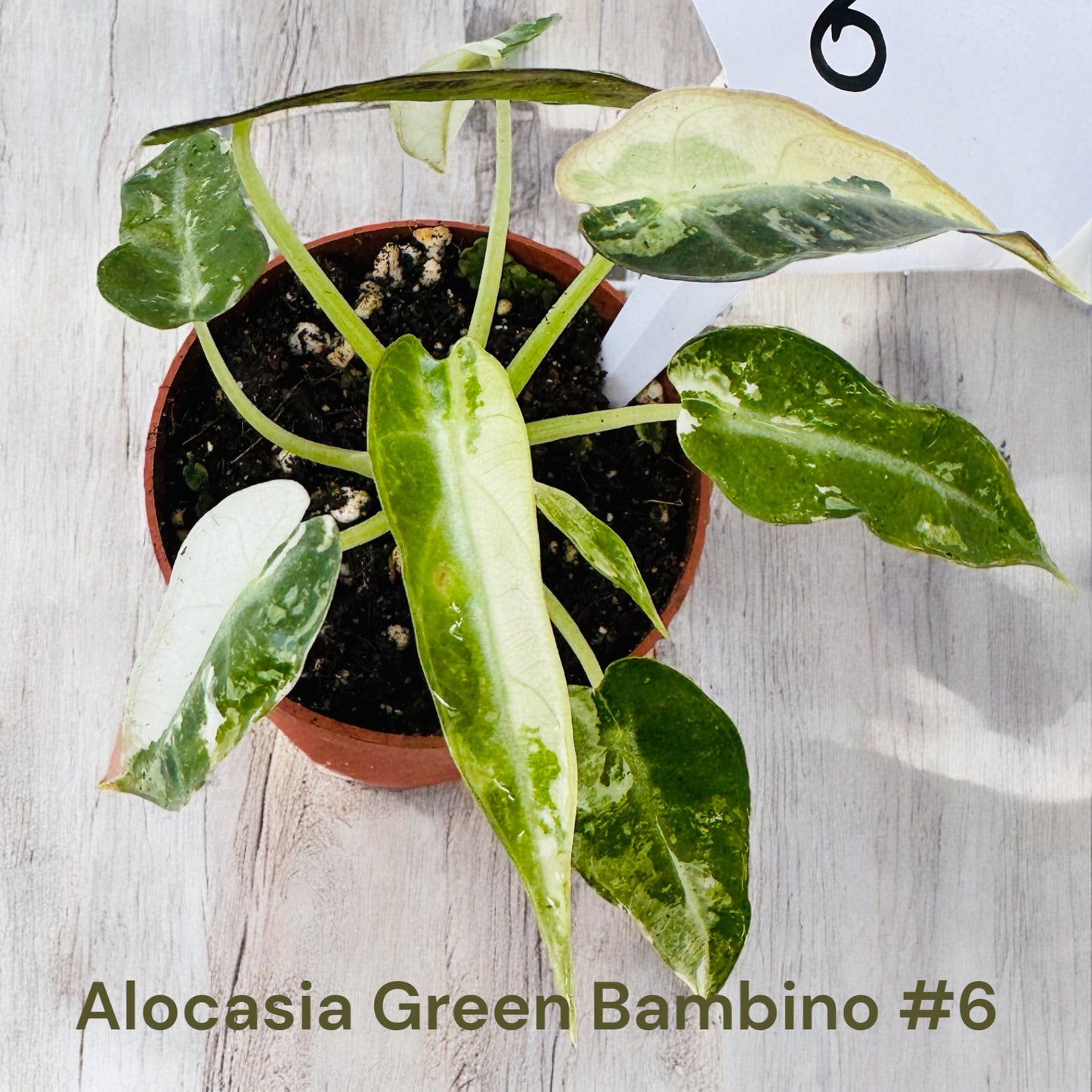 Alocasia Green Bambino