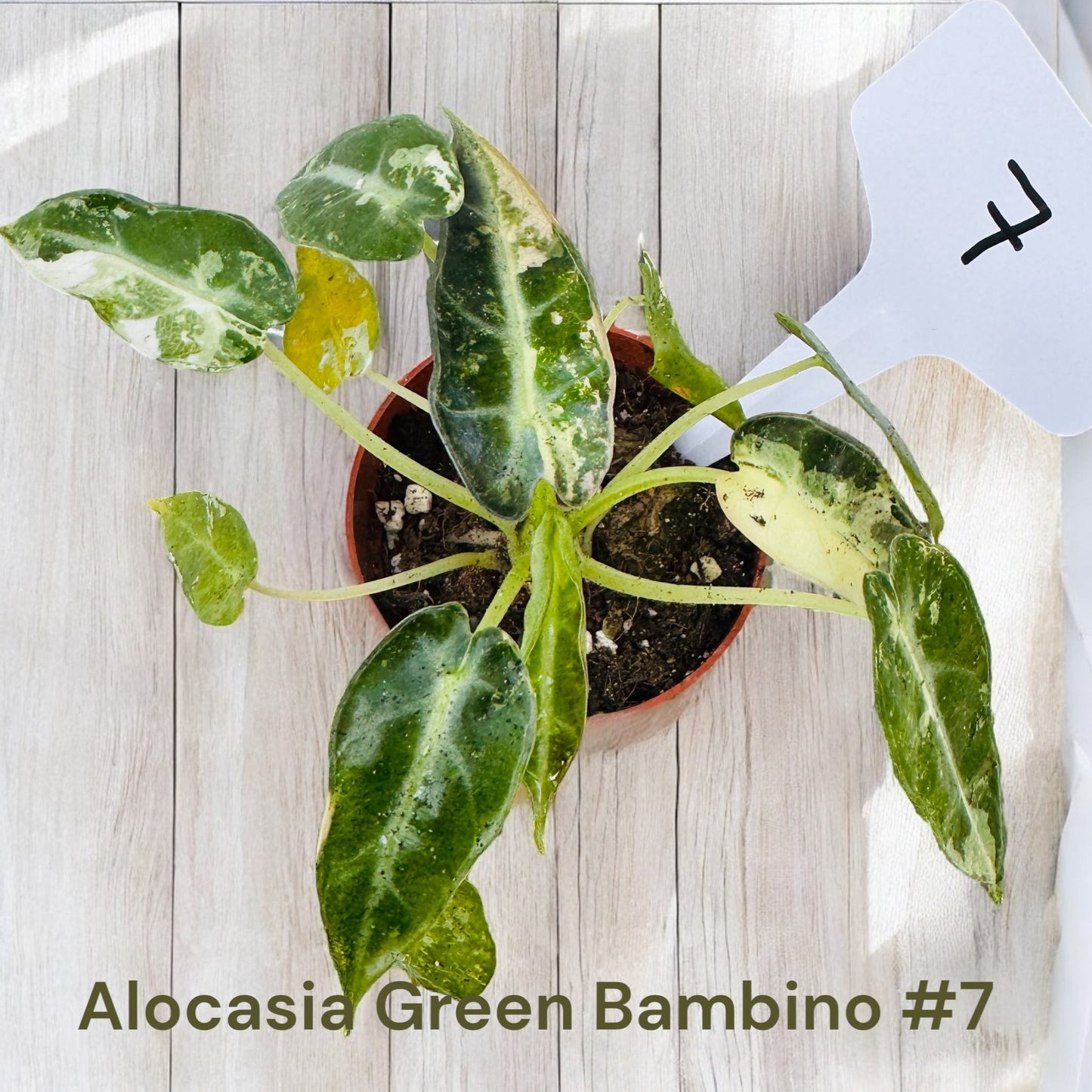 Alocasia Green Bambino
