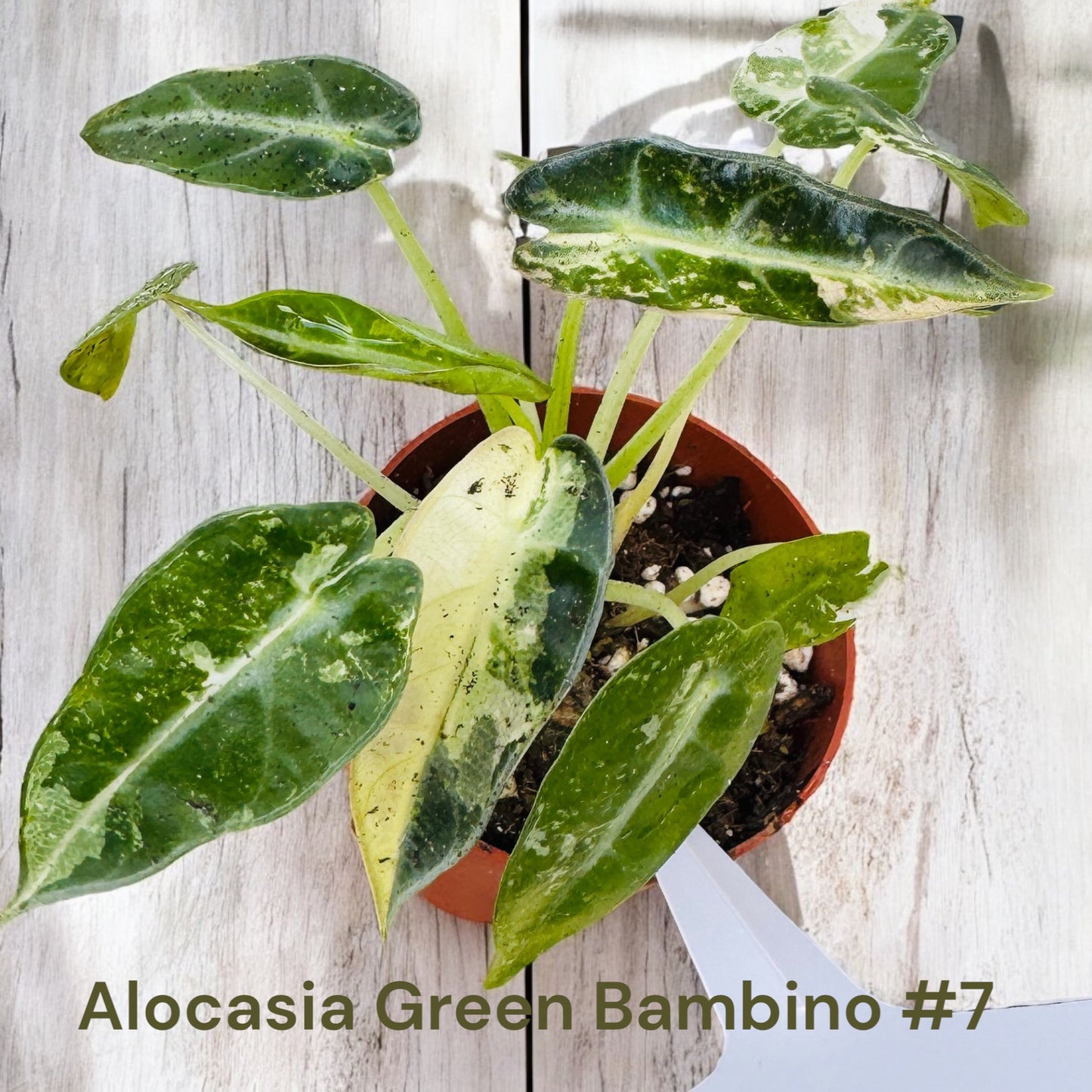 Alocasia Green Bambino