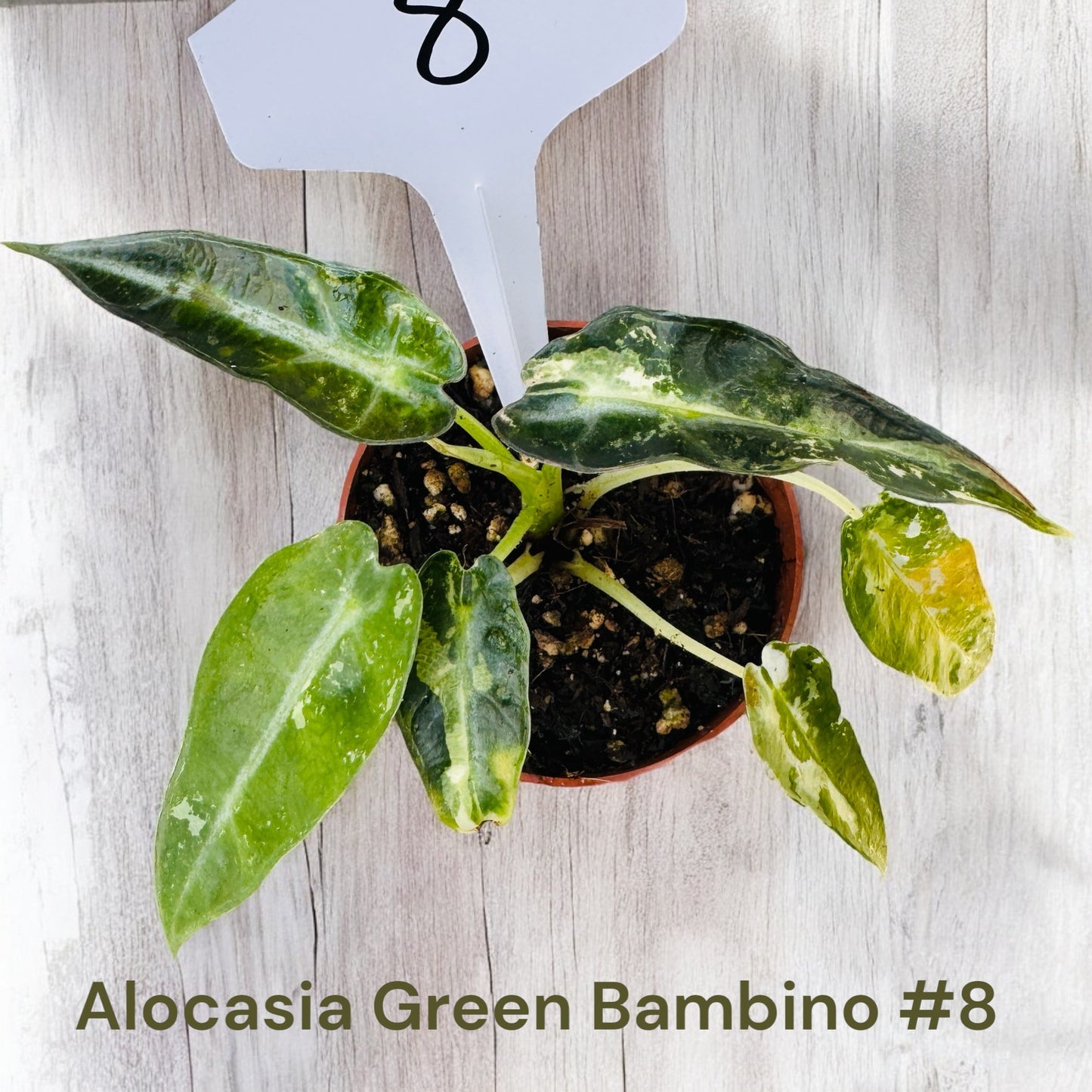 Alocasia Green Bambino