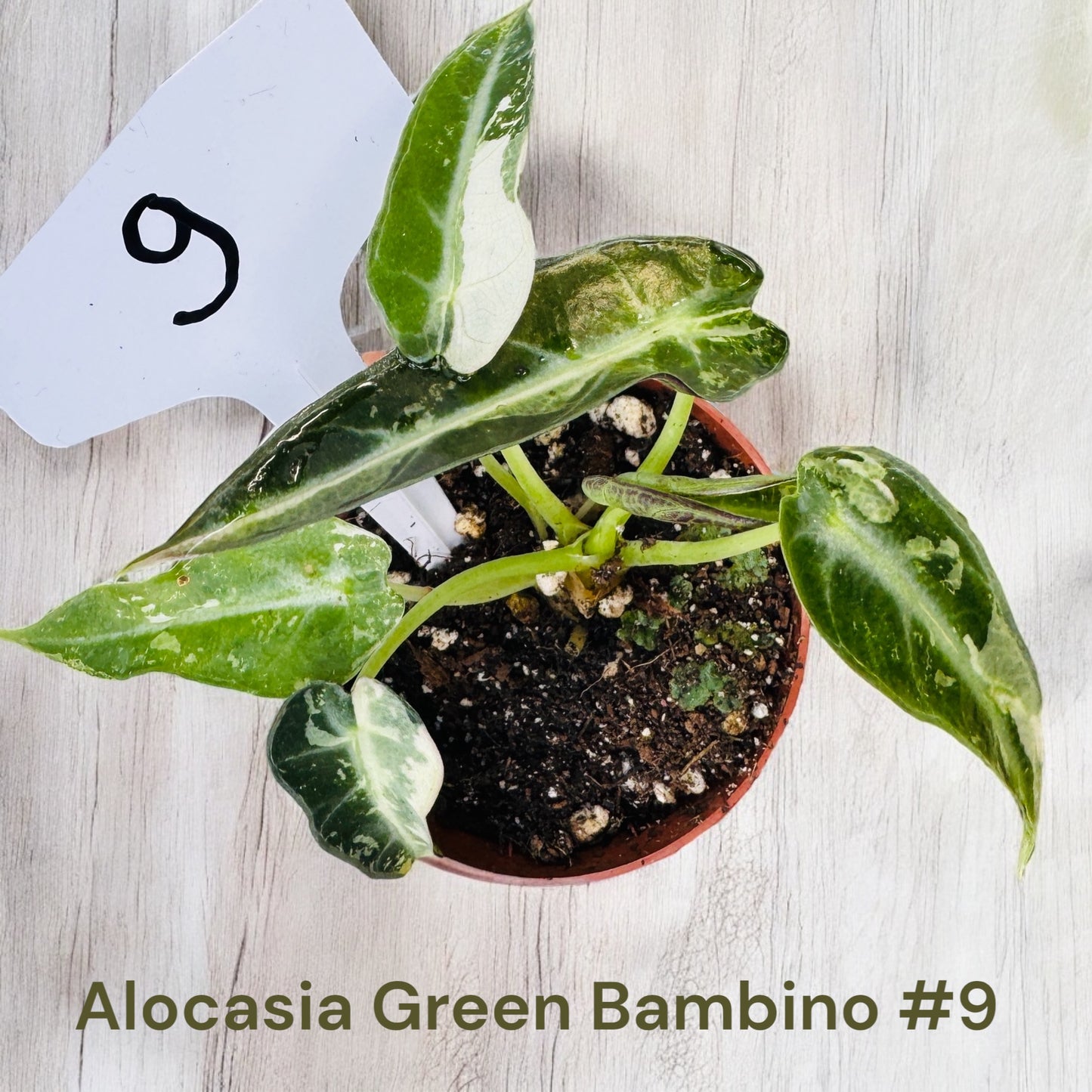 Alocasia Green Bambino
