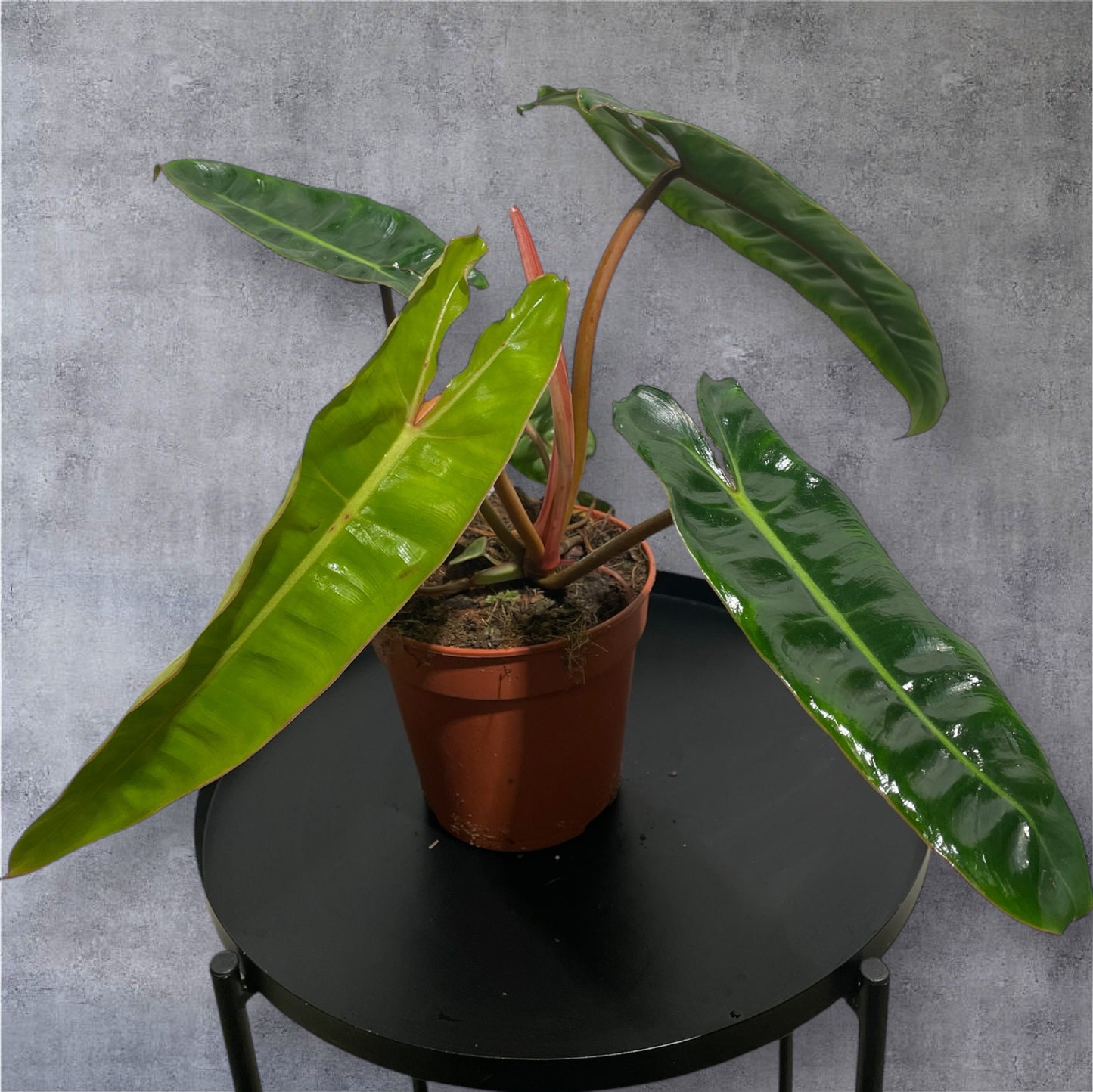 Philodendron Billietiae - Sellers Choice