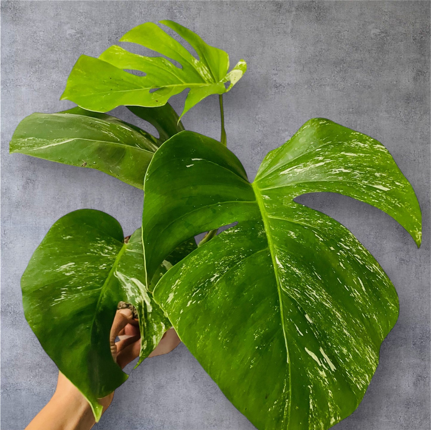 Monstera Variegata (low var) - Sellers Choice