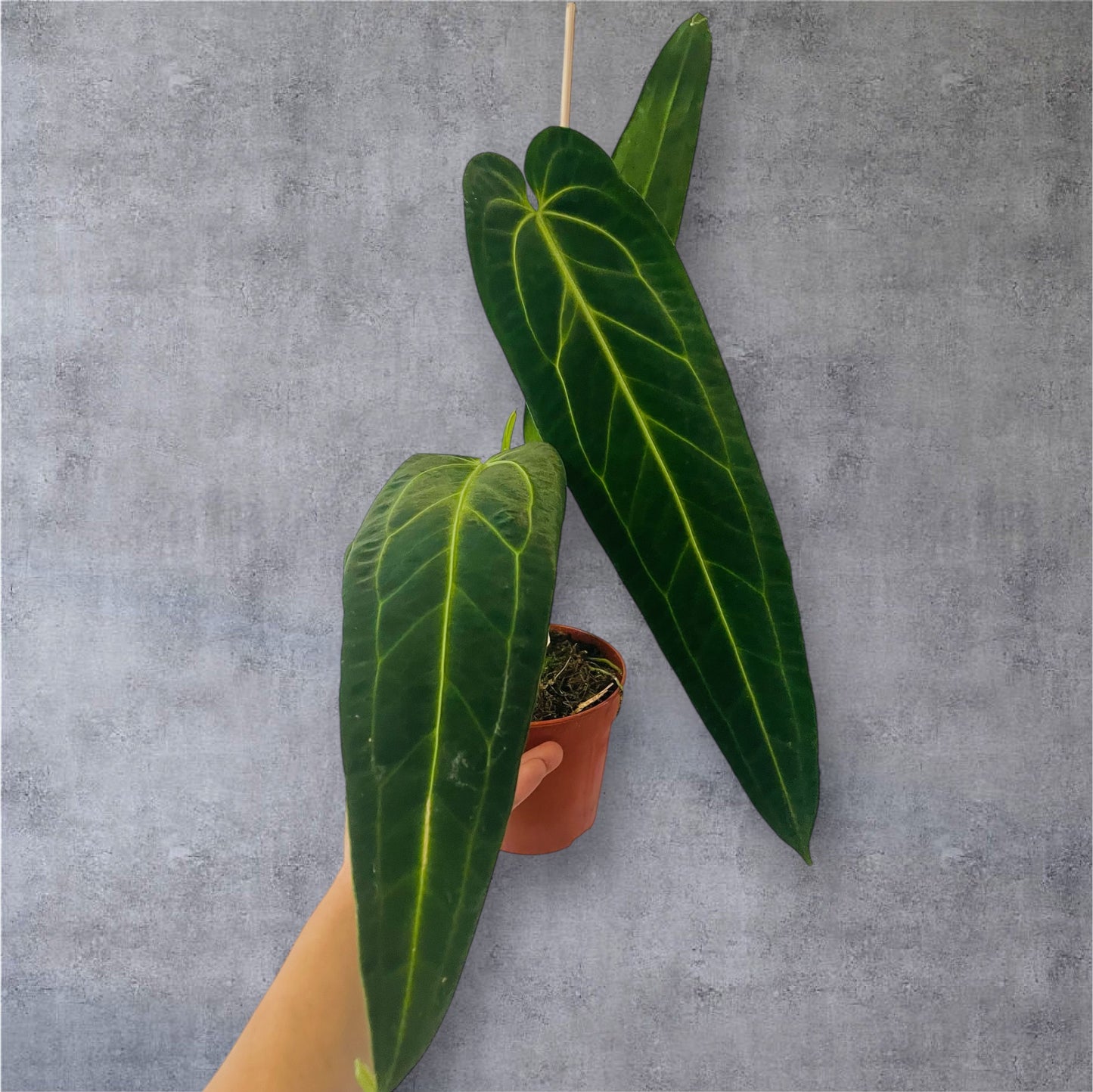 Anthurium Warocqueanum - Sellers Choice