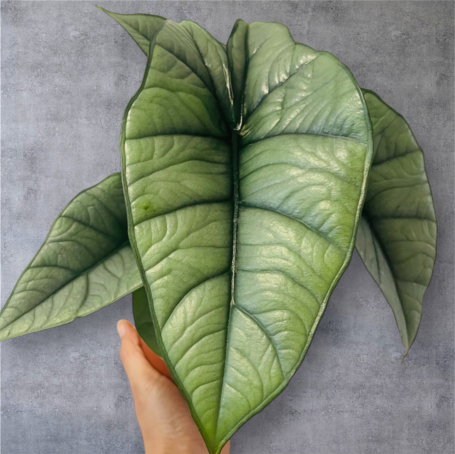 Alocasia Platinum - Sellers Choice