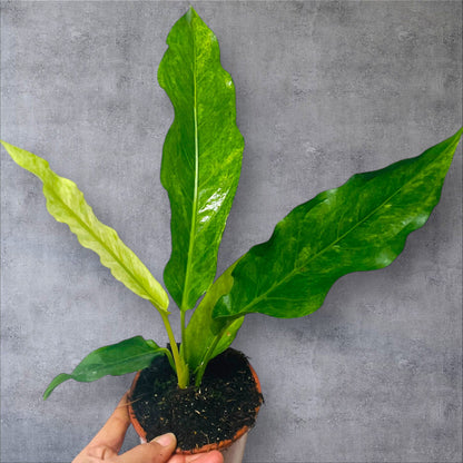 Anthurium Hookeri Variegata - Sellers Choice