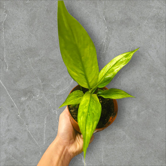 Spathiphyllum Aurea Variegata