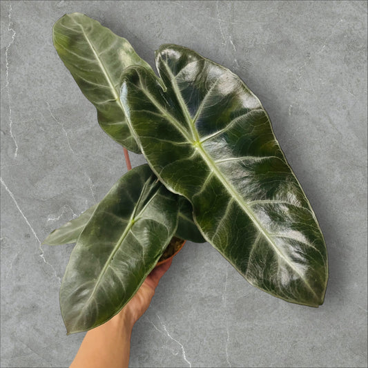 Alocasia Pink Dragon - Sellers Choice