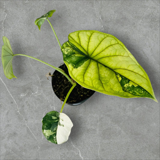 Alocasia Dragon Scale Variegata - Pot 10cm