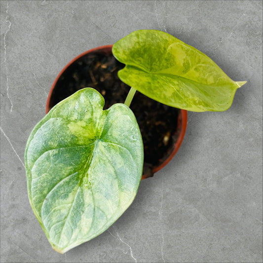 Alocasia Silver Dragon Aurea Variegata - Pot 6cm