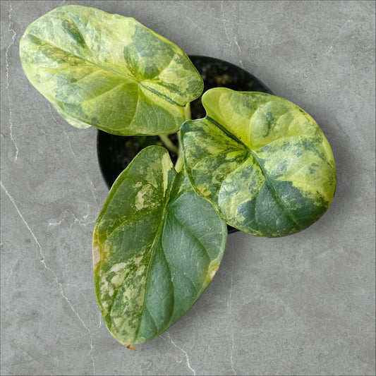 Alocasia Silver Dragon Aurea Variegata - Pot 10cm