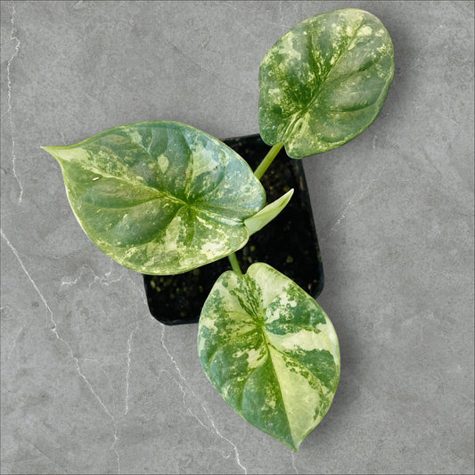 Alocasia Silver Dragon Albo Variegata - Pot 6cm