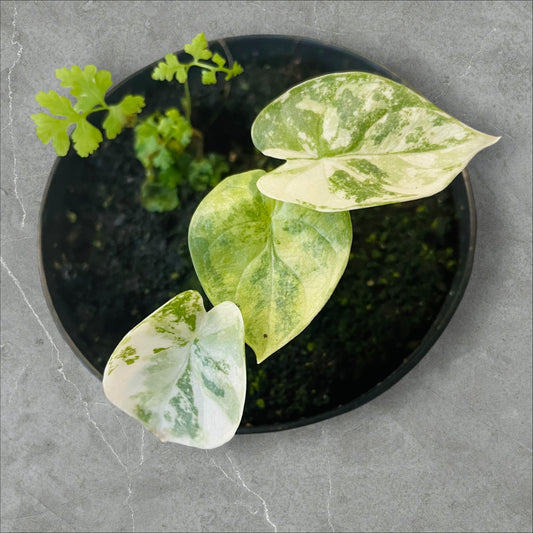 Alocasia Silver Dragon Albo Variegata - Pot 10cm