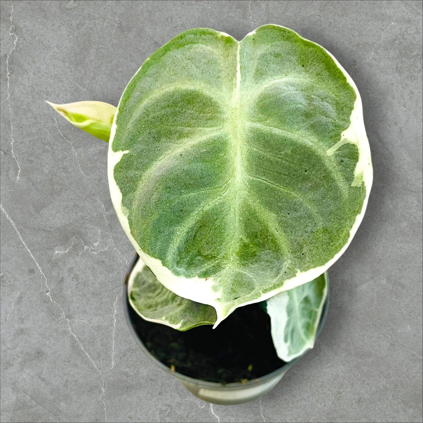 Alocasia Ninja Variegata - Pot 6cm