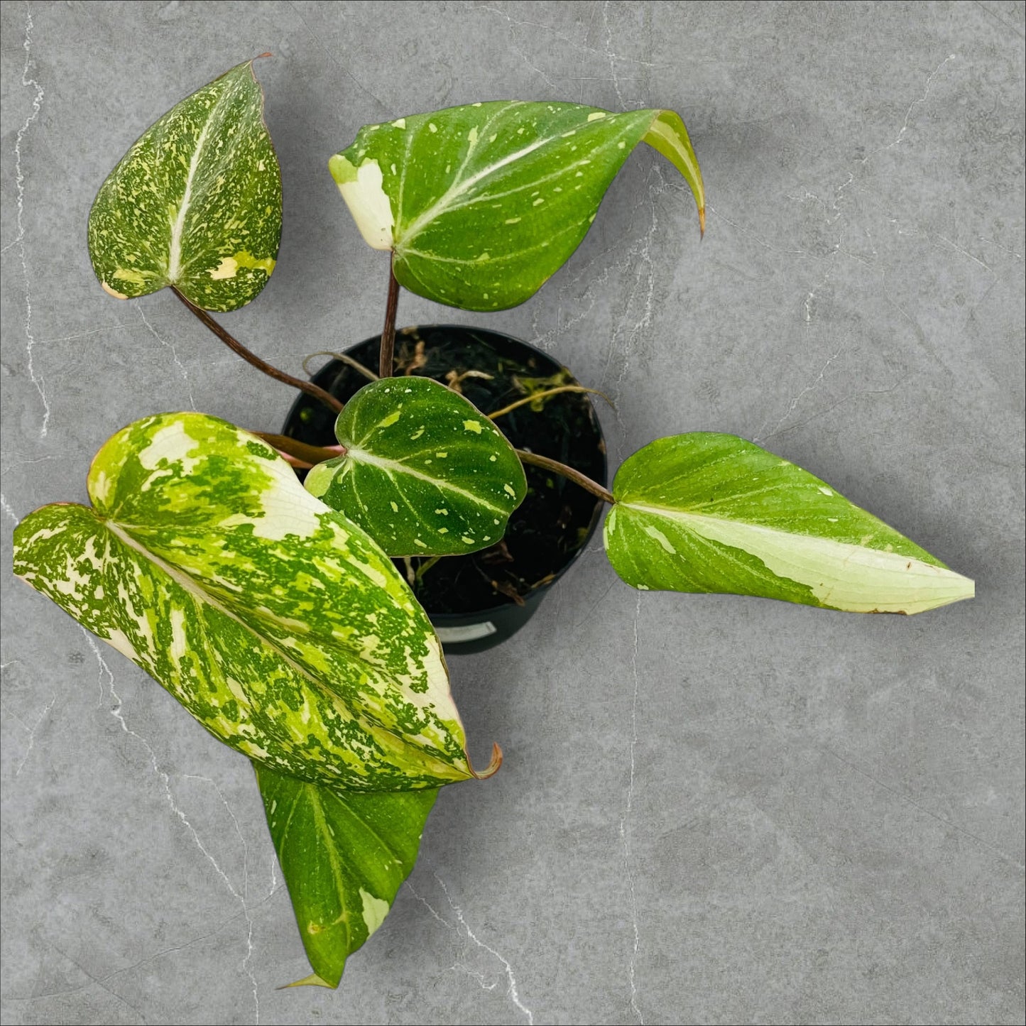 Philodendron Gloriosum Tricolor Variegata - Pot 10cm