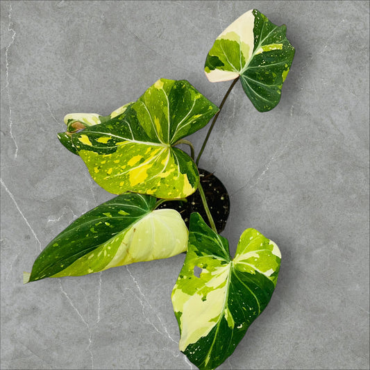 Philodendron Gloriosum Tricolor Variegata - Pot 12cm