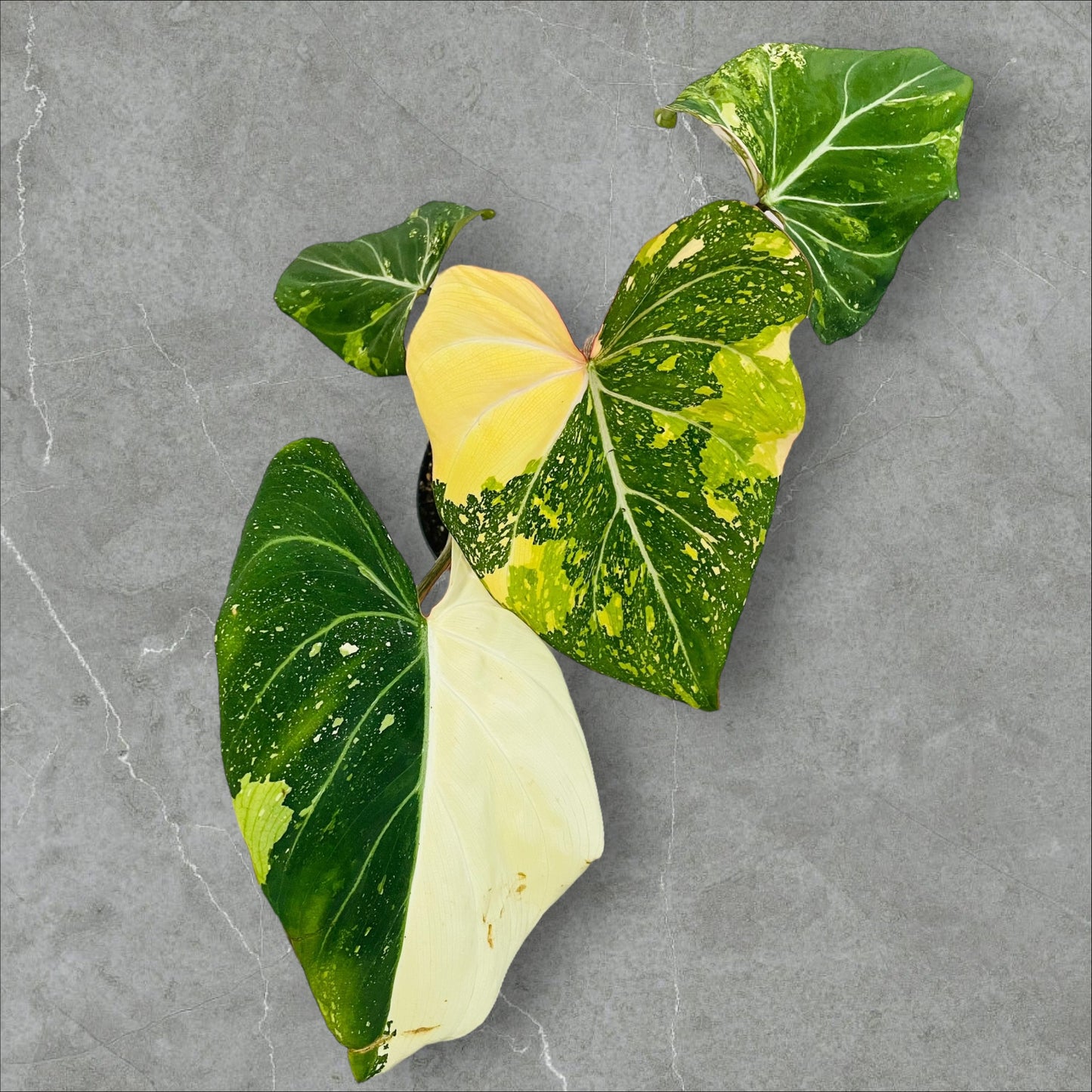 Philodendron Gloriosum Tricolor Variegata - Pot 15cm