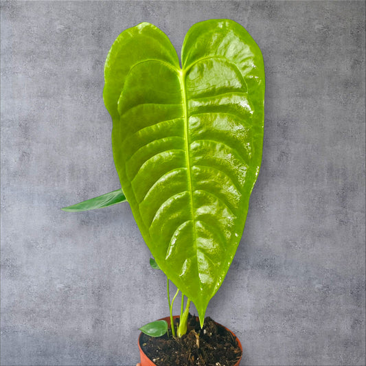 Anthurium Veitchii - Sellers Choice