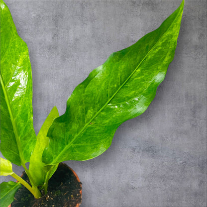 Anthurium Hookeri Variegata - Sellers Choice