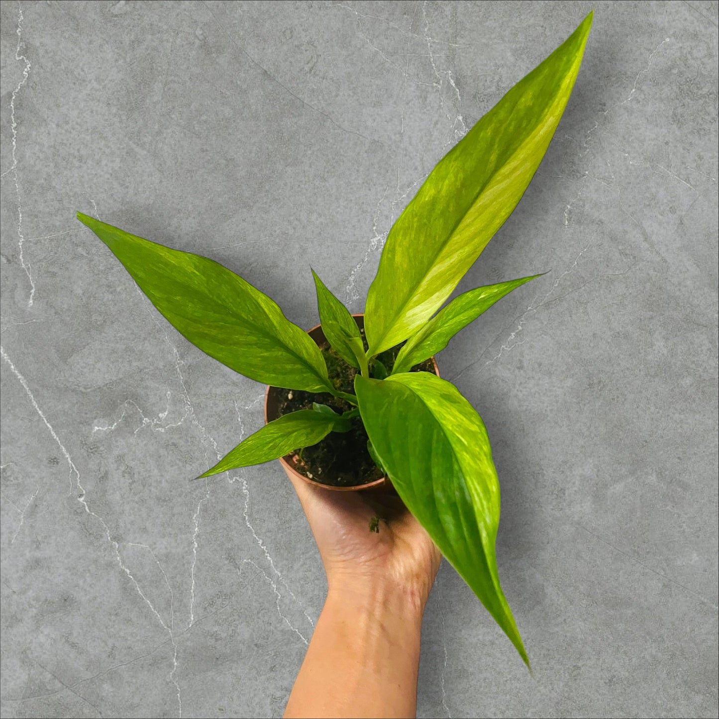 Spathiphyllum Aurea Variegata