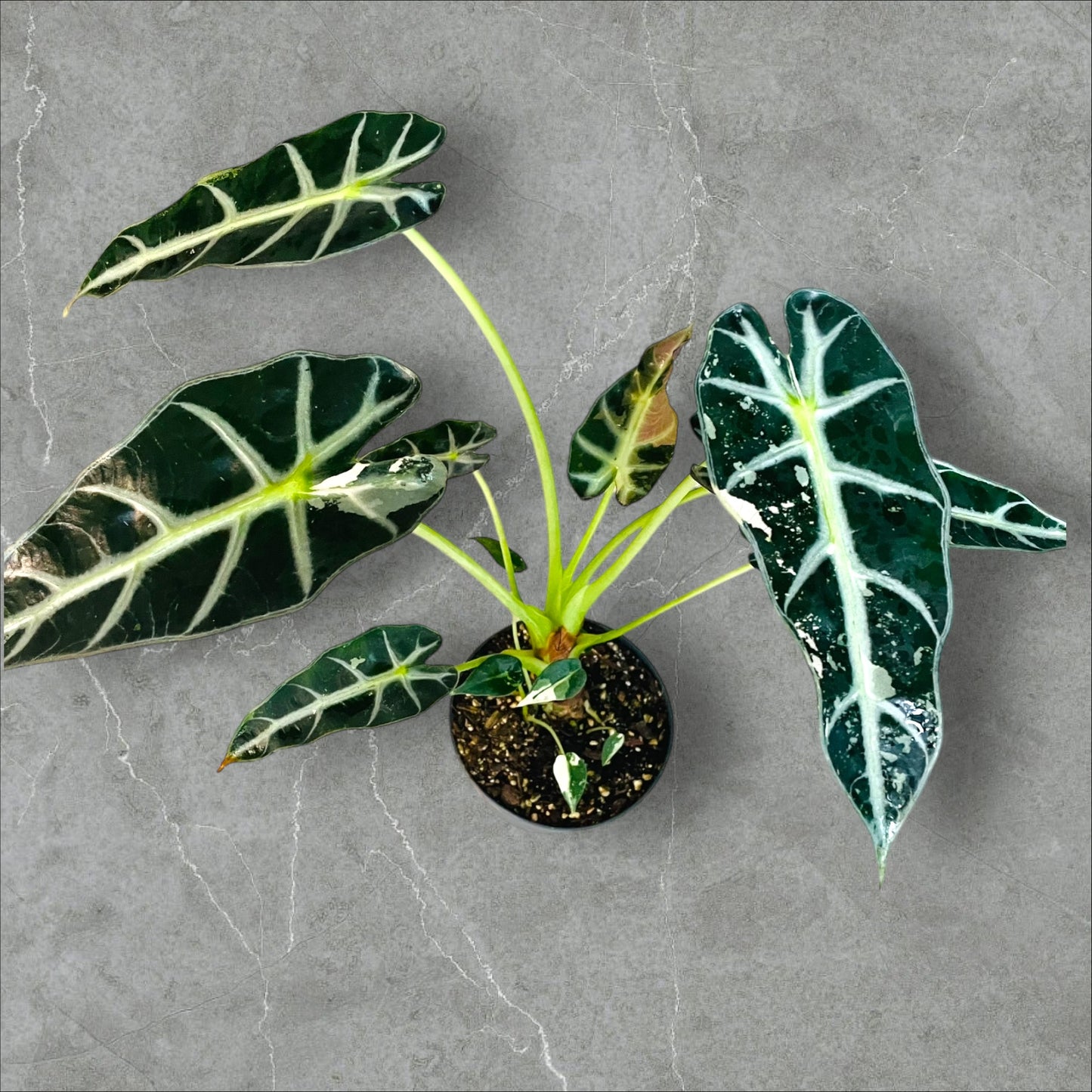 Alocasia Bambino Pink Variegata - Pot 12cm