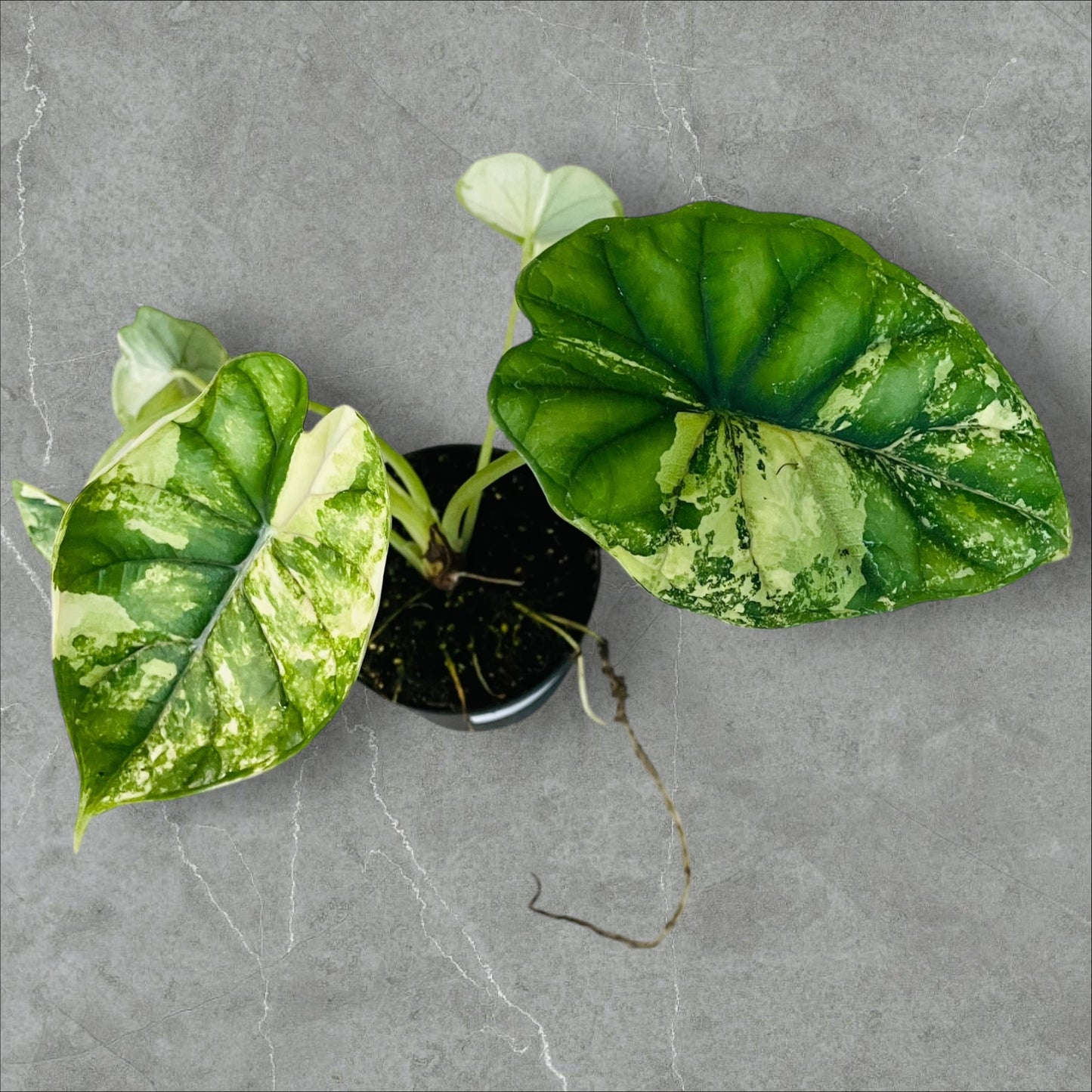 Alocasia Dragon Scale Variegata - Pot 10cm